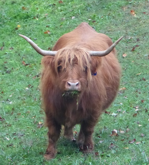 M3 Ranch Scottish highland cattle